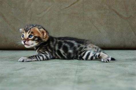 F4 Stunning Brown Spotted Male Bengal Kitten For Sale In Indianapolis
