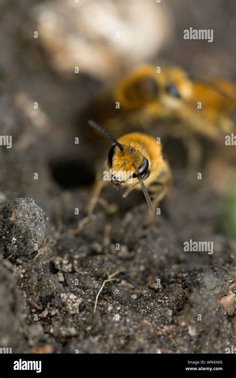 Ground Bees Hi Res Stock Photography And Images Alamy