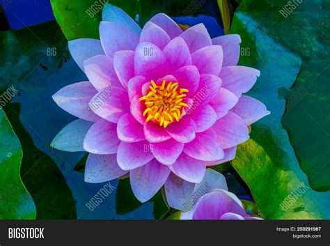 Pink Water Lily Green Image And Photo Free Trial Bigstock