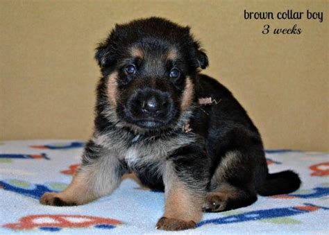 Akc Quality German Shepherd Puppies For Sale In Lanett Alabama