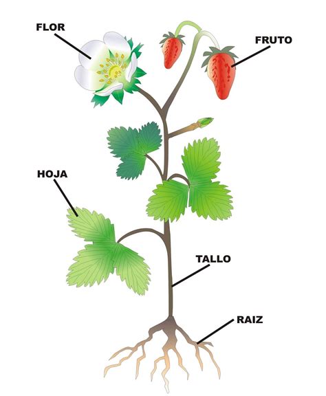 Álbumes 95 Foto Las Partes De La Flor Y Sus Nombres Actualizar