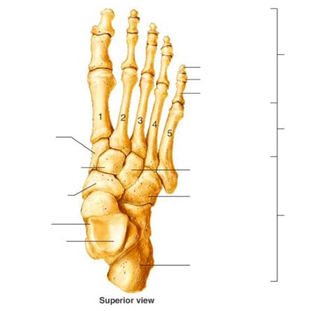 Right Foot Diagram Quizlet