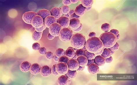 Bactérias Gram Positivas Peptococcus Ilustração Digital — Esférico