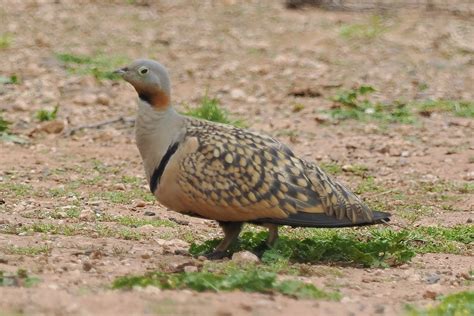 Ray Oreilly On Twitter A Male Black Bellied Sandgrouse At Mandria