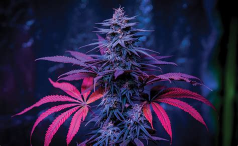 10 Best Cannabis Strains To Grow Indoors And Outdoors Natures Gateway