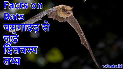 Facts On Bats चमगादड़ से जुड़े दिलचस्प तथ्य