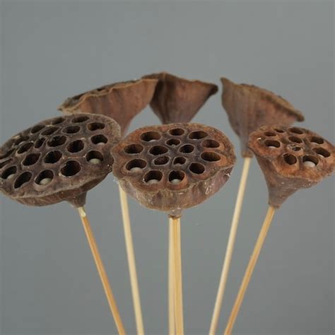 Lotus Pods Dried Flowers Dried Lotus Pods Wedding Flowers Etsy