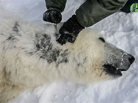 Polar Bear Fur