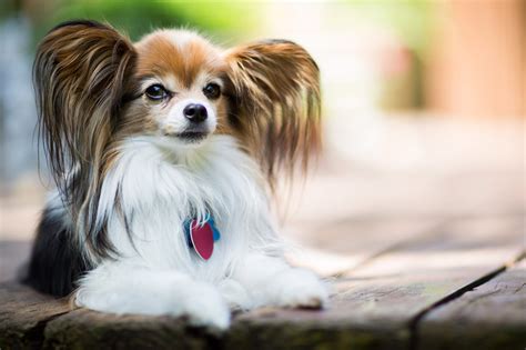 15 Longest Living Dog Breeds Perfect For Making Lasting Memories Cute