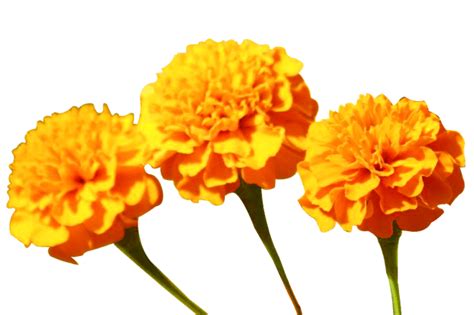 We upload more transparent cutouts weekly. Marigold Flowers: 1000+ Free Download Vector, Image, PNG ...