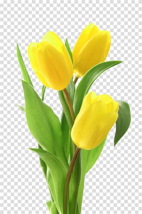 Yellow Tulips Tulip Flower Bouquet Yellow Tulip Transparent