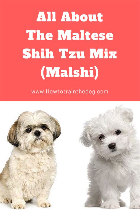 In 2015 and third in australia in. Shih Tzu Maltese Mix Puppies For Sale In Az