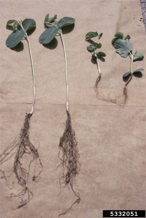 Damping Off And Seed Decay On Soybean Bugwoodwiki