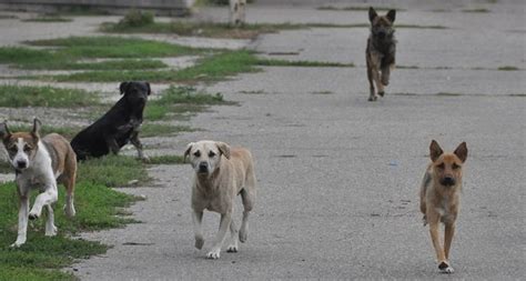 Animale Hoinare Problemă A României Stiri Din Judetul Hunedoara