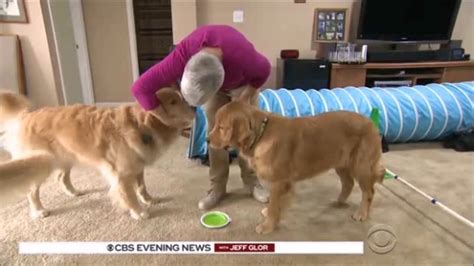 Colorectal cancer almost always develops from precancerous polyps (abnormal growths) in the colon or rectum. Why do so many dogs get cancer? Massive study hopes to ...