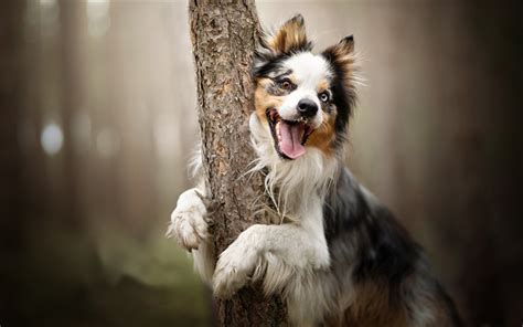 Download Wallpapers Australian Shepherd Funny Dog Forest Tree Cute
