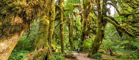 Olympic National Park Is 1400 Sq Miles Of Primeval Beauty Roadtrippers