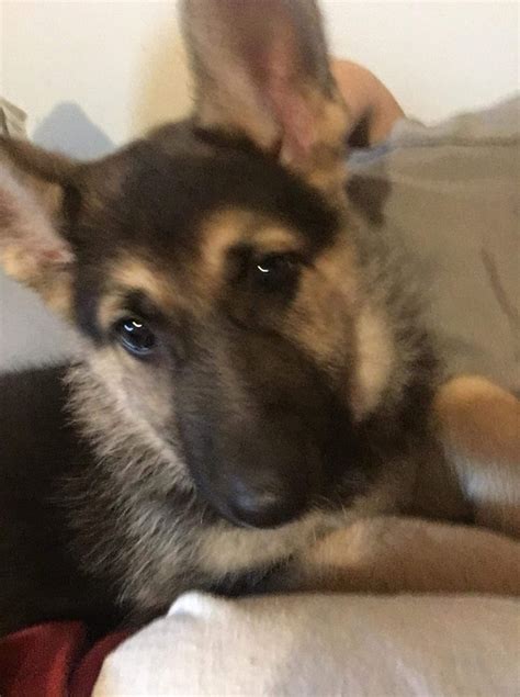 This breed is large, agile, and strong. German Shepherd Puppies For Sale | Alabama 35, AL #315473