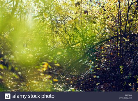 Colorful Leaves In A Beech Forest In Autumn Backlight Stock Photo Alamy