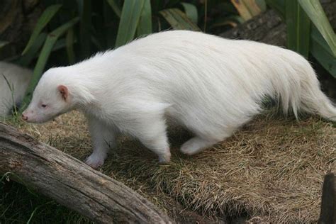 Pin On Animales Albinos