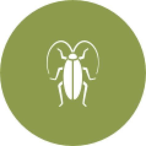 For plural strain from single species??? Cockroach Control Toronto | Cockroach Exterminator Toronto ...