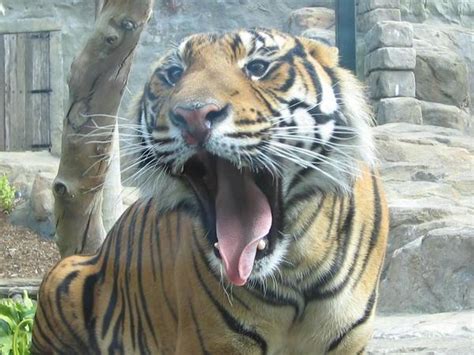 Scary Tiger Photo