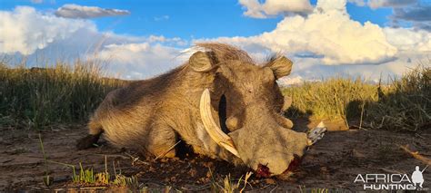 Warthog Hunting Eastern Cape South Africa