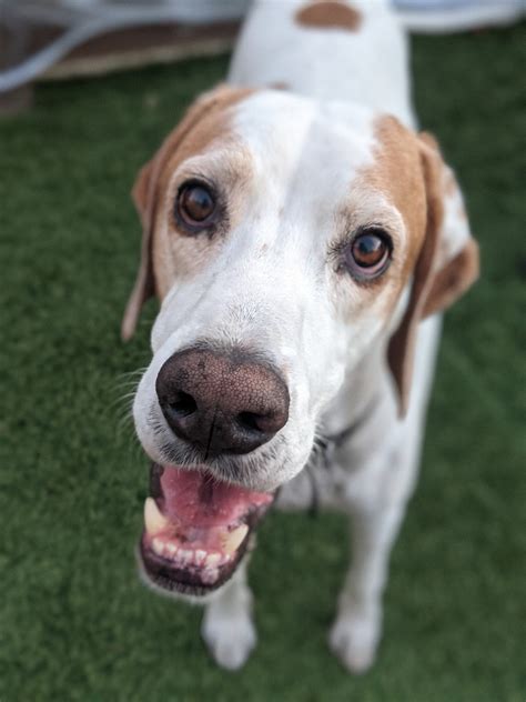 Featured Happy Tails! January 2022 - Lost & Found Dogs, Cats, & Pets