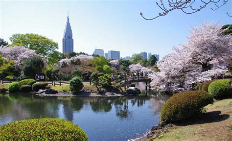 El Jardín Nacional Shinjuku Gyoen Es Un Jardín Botánico De 583
