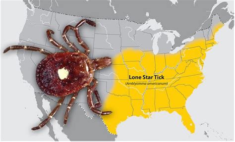 Lone Star Tick Infestation Can Cause Meat Allergy In Humans Animal