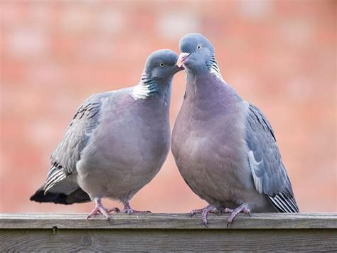 How Do Birds Mate Everything Explained Birdfact