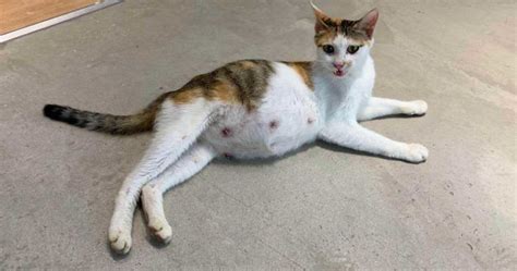 Pregnant Cat About To Give Birth Pregnancysymptoms
