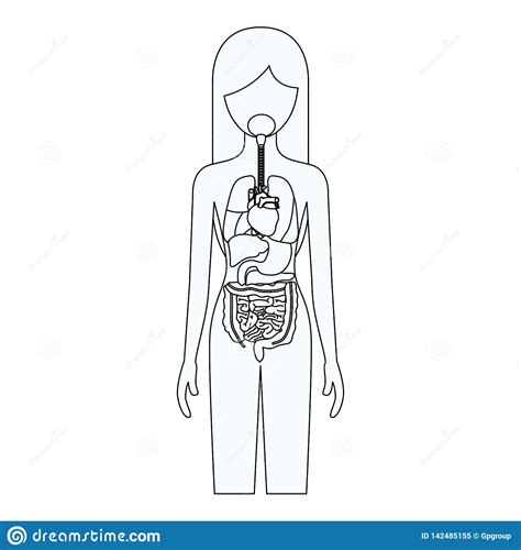 Illustration of woman\'s internal organs. Sketch Silhouette Of Female Person With Internal Organs ...