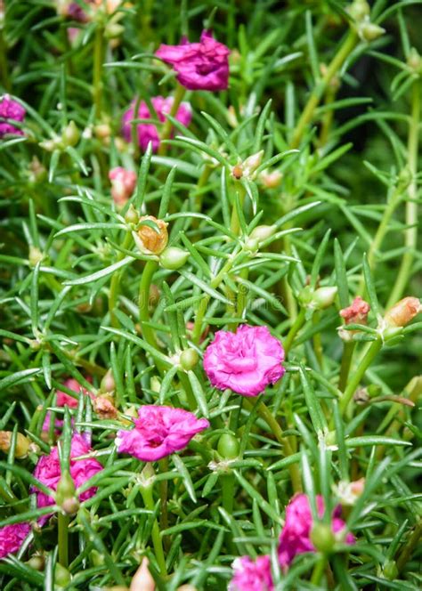 Little Hogweed Flower Stock Image Image Of Beautiful 43506017