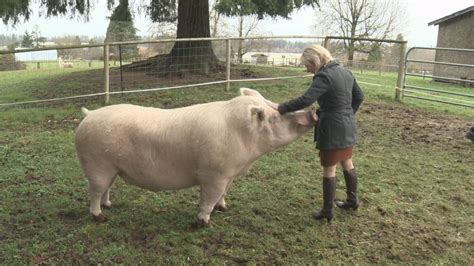 Theodore The Large But Lovable 800 Pound Pig Finds Forever Home On