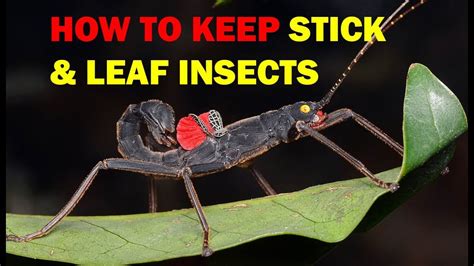 How To Keep Stick And Leaf Insects Weird And Wonderful Pets Episode 3
