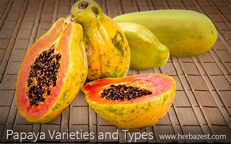Papaya Varieties And Types Herbazest