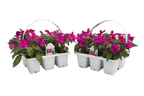 306 Premium Annuals Wholesale Bedding Plants Hybels Inc