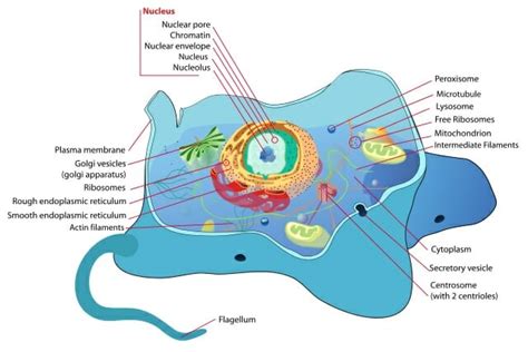 Organelle Definition Function Types And Examples Biology Dictionary