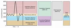 B2 Training And The Pulmonary System Brent Cornell