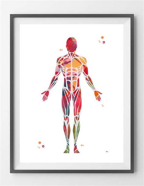 Muscular System Watercolor Print Anatomy Art Human Muscles Medical Art