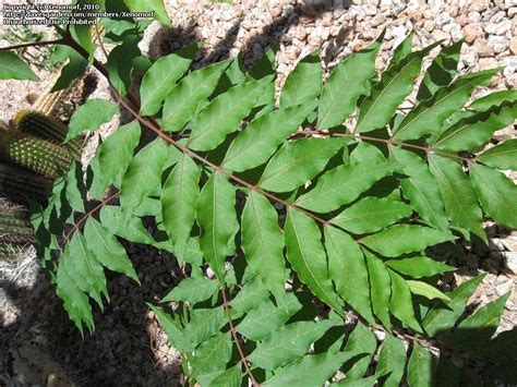 Plant Identification Closed Poison Sumac Or A Different Rhus Species
