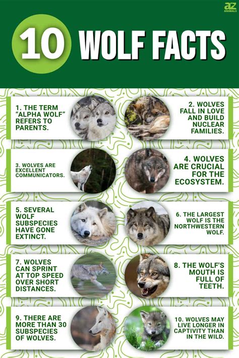 10 Incredible Wolf Facts A Z Animals