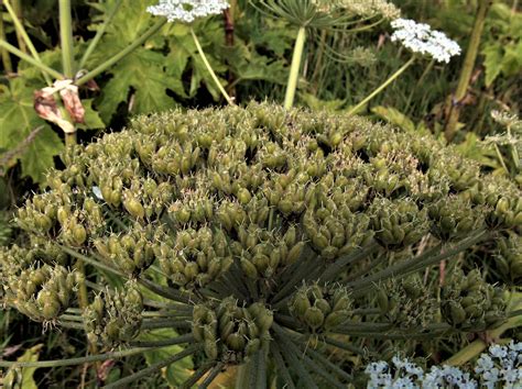 Giant Hogweed After Flowering Smart Knotweed