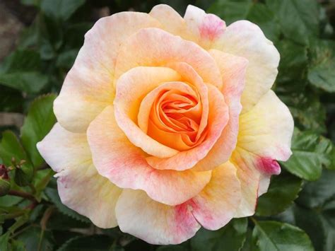 Patio Rose Designer Sunset Buy Online Ashwood Nurseries