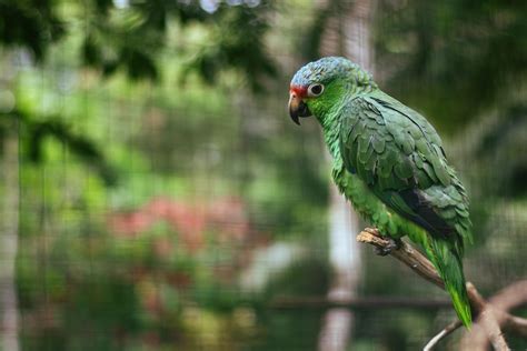 Wallpaper Parrot Colorful Bird Branch Hd Widescreen High
