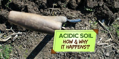Why Does Soil Become Acidic Explained Grow Your Yard