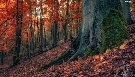 Viewes Forest Trunk Trees Autumn Mossy Leaf Beautiful Views