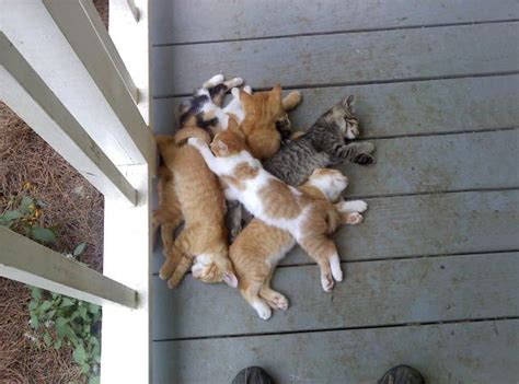 Pile Of Sleeping Kittens