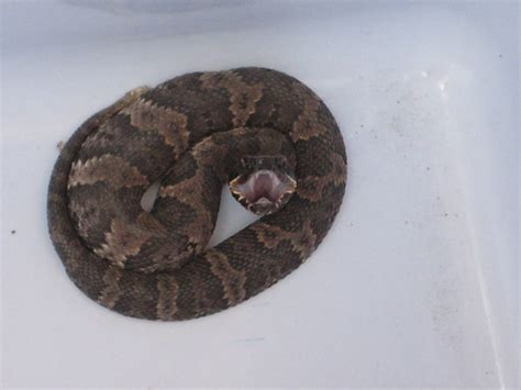 Snake Id Help This Snake Was Found In Houston On A Scho Flickr